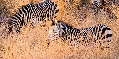 5 Days Tanzania Midrange Safari in August to Lake Manyara, Serengeti and Ngorongoro