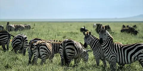 4 Days Luxury Tanzania Safari Tour Drive in Fly Out