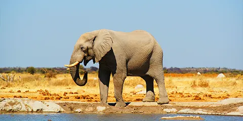 1 Day Tanzania Photograph Safari to Ngorongoro