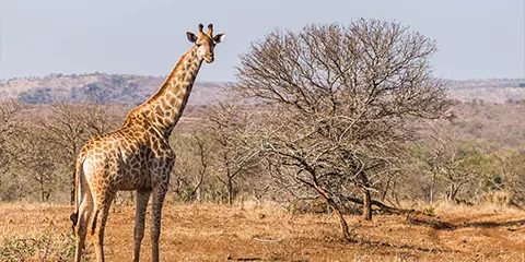 4 Days Tanzania Luxury Lodge Safari: Lake Manyara, Serengeti and Ngorongoro