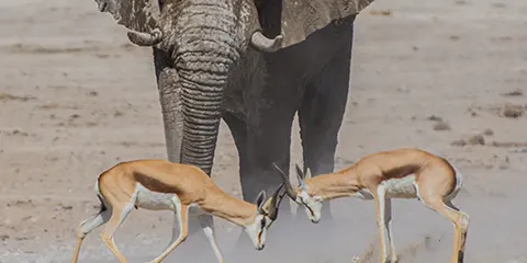 5 Days Luxury Private Safari Serengeti and Crater