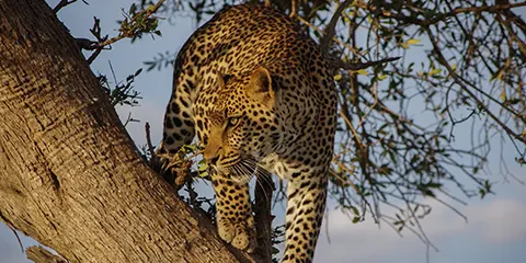 6 Days Tanzania Midrange Family Safari