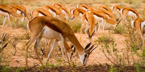 5 Days Tanzania Midrange Cultural Safari to Lake Manyara, Serengeti and Ngorongoro