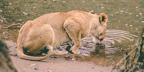 4 Days Luxury Private Safari Serengeti