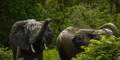 4 Days Tanzania Luxury Photograph Safari: Lake Manyara, Serengeti and Ngorongoro