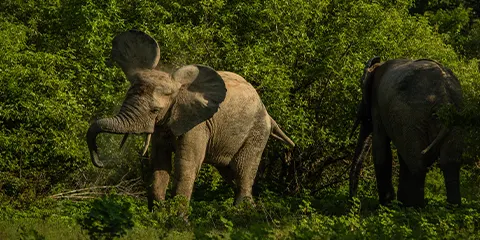 6 Days Tanzania Midrange Elders-Friendly Safari