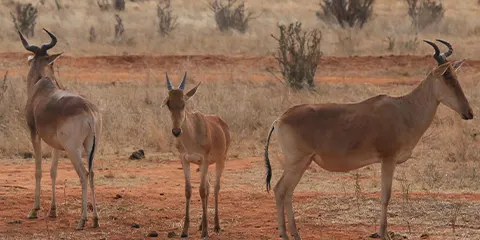 3 Days Tanzania Students Safari to Serengeti Safari