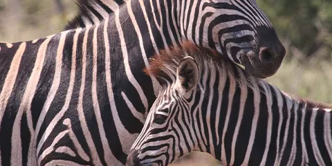 3 Days Tanzania Luxury Fly-in Drive-out Safari