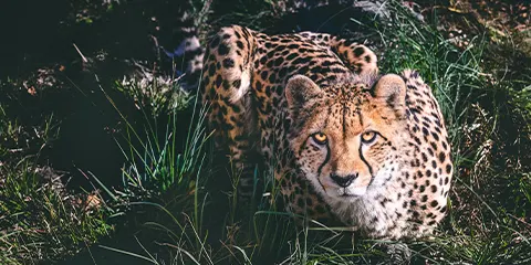 5 Days Tanzania Midrange Corporate Safari to Lake Manyara, Serengeti and Ngorongoro