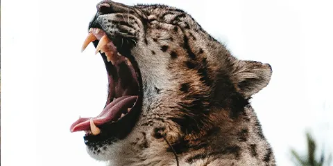 3 Days Tanzania Luxury Lodge Safari