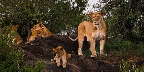 3 Days Tanzania Luxury Family Safari