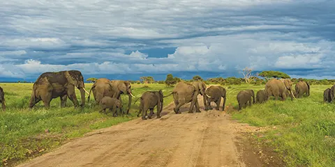 4 Days Tanzania Luxury Open-Vehicle Safari: Lake Manyara, Serengeti & Ngorongoro