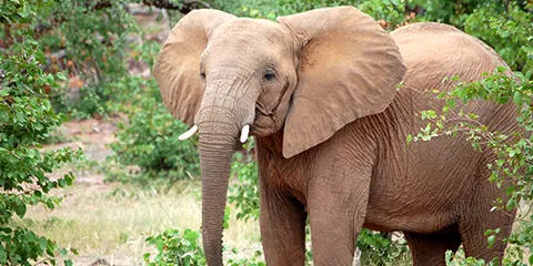 5 Days Day Tanzania Midrange Budget Safari to Lake Manyara, Serengeti and Ngorongoro