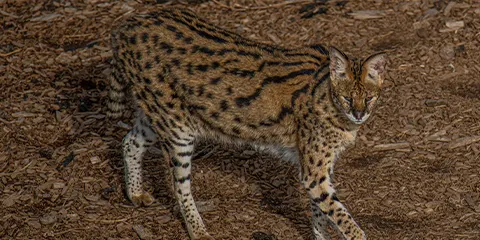 5 Days Tanzania Midrange Drive-in Drive-out Safari to Lake Manyara, Serengeti and Ngorongoro