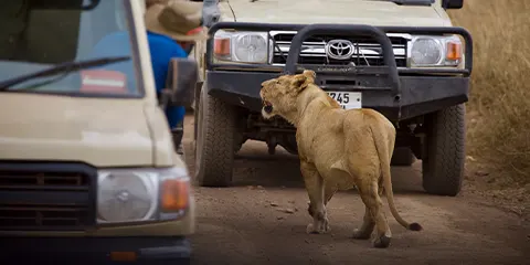 4 Days Tanzania Luxury Northern Circuit Safari: Lake Manyara, Serengeti and Ngorongoro