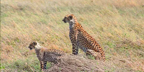 7 Days Tanzania Midrange Safari from Zanzibar