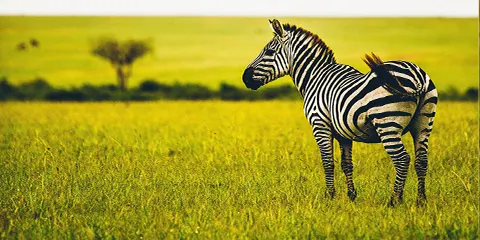 6 Days Tanzania Midrange Budget Safari
