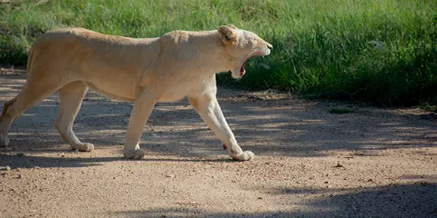 5 Days Tanzania Midrange Christians Safari to Lake Manyara, Serengeti and Ngorongoro