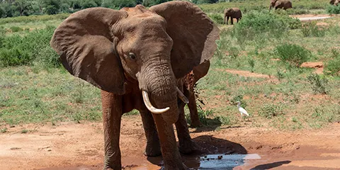 3 Days Tanzania Private Safari to Serengeti Safari
