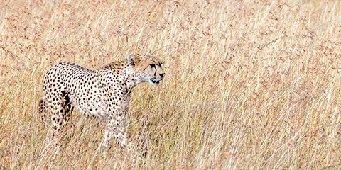 2 Days Tanzania Safari in July from Tarangire to Ngorongoro