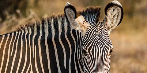 6 Days Tanzania Midrange Safari in February