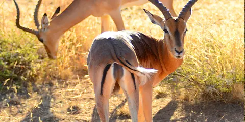 6 Days Tanzania Midrange Ecofriendly Safari