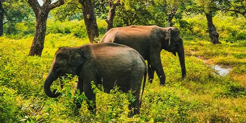 5 Days Luxury Fly in Fly out Serengeti Safari