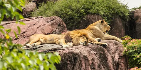 5 Days Tanzania Midrange Safari from Kenya to Lake Manyara, Serengeti and Ngorongoro