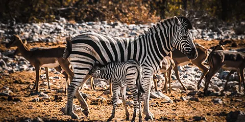 6 Days Tanzania Midrange Honeymoon Safari