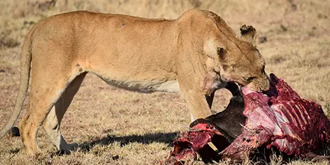 3 Days Tanzania Safari in August to Serengeti Safari