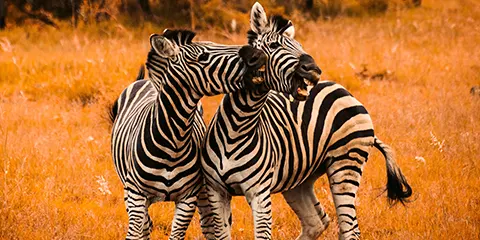 7 Days Luxury Serengeti Migration Lodge Safari | Burigi Chato Safari