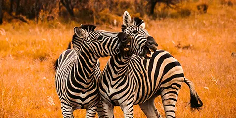6 Days Serengeti Fly in Fly out Midrange Safari