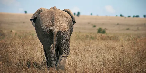 2 Days Tanzania Safari from Kenya to Tarangire and Ngorongoro