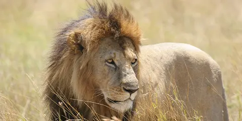 2 Days Tanzania Safari in March to Tarangire and Ngorongoro