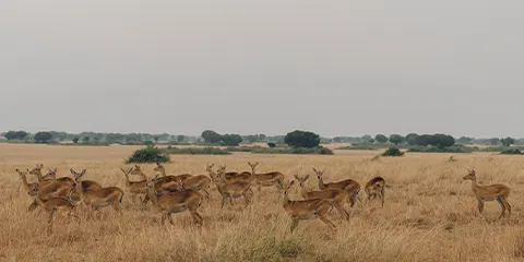 1 Day Tanzania Luxury Northern Circuit Safari – Ngorongoro Crater