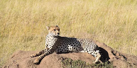3 Days Tanzania Safari in May to Serengeti Safari