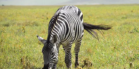 1 Day Tanzania Luxury Lodge Safari – Ngorongoro Crater