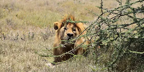 2 Days Tanzania Safari in February from Tarangire to Ngorongoro