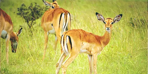 7 Days Luxury Serengeti Migration Safari in December