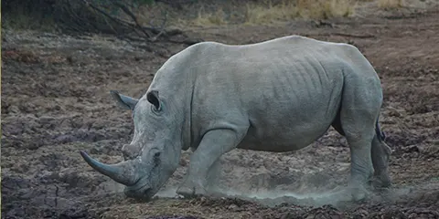 3 Days Tanzania Muslims Safari to Serengeti Safari