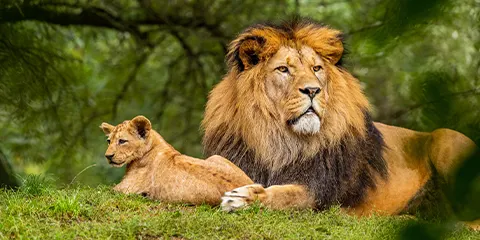 5 Days Tanzania Luxury Drive-in Fly-out Safari: Tarangire, Serengeti and Ngorongoro 