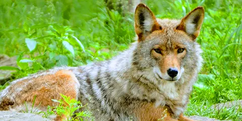 5 Days Private Luxury Tanzania Safari Fly in Fly out Adventure