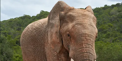 5 Days Tanzania Midrange Birdwatching Safari to Lake Manyara, Serengeti and Ngorongoro