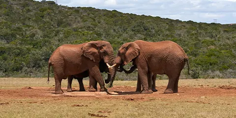 3 Days Tanzania Safari from Dar Es Salaam to Serengeti Safari