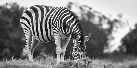 3 Days Tanzania Christian Safari to Serengeti Safari