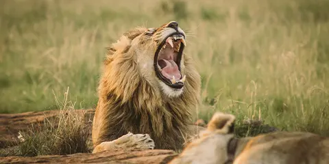 3 Days Tanzania Open-Vehicle Safari to Serengeti and Ngorongoro