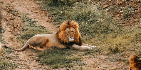 4 Days Tanzania Honeymoon Safari to Serengeti & Ngorongoro