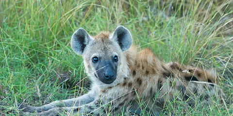 2 Days Tanzania Cultural Safari Tarangire to Ngorongoro