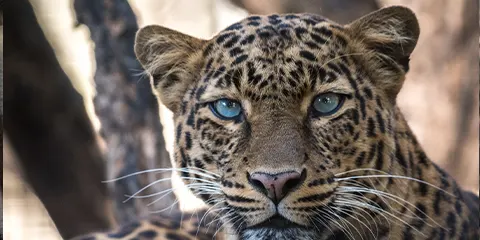 5 Days Tanzania Midrange Elders-Friendly Safari to Lake Manyara, Serengeti and Ngorongoro