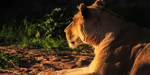 5 Days Tanzania Midrange Big Five Safari to Lake Manyara, Serengeti and Ngorongoro